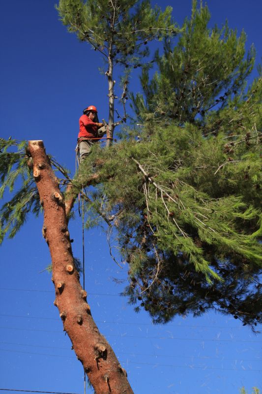 Pine Needle Removal