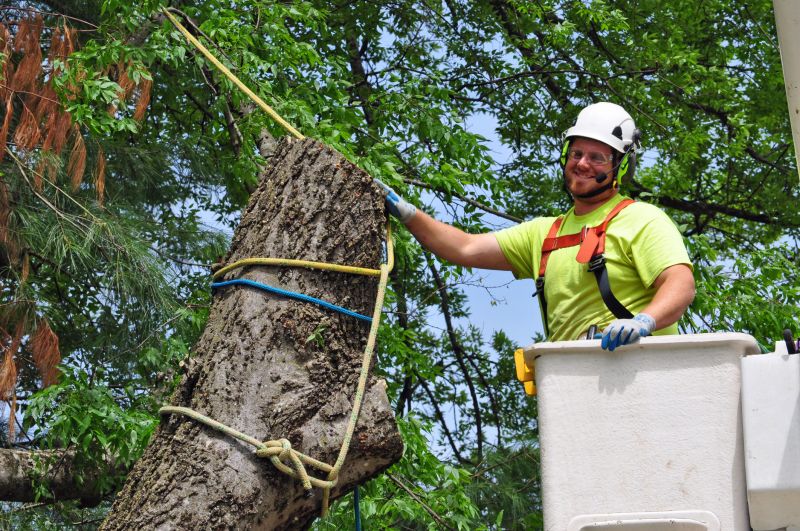 Pine Needle Removal