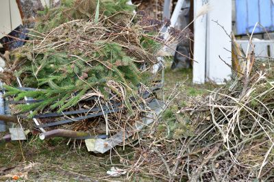 Cost of Pine Needle Removal — Cost of Pine Needle Removal
