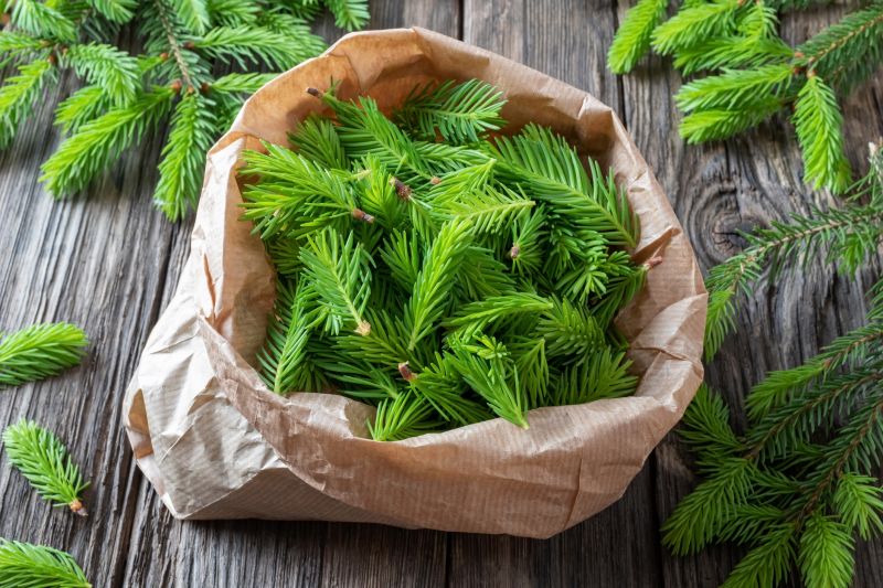 Cost of Pine Needle Removal — Cost of Pine Needle Removal