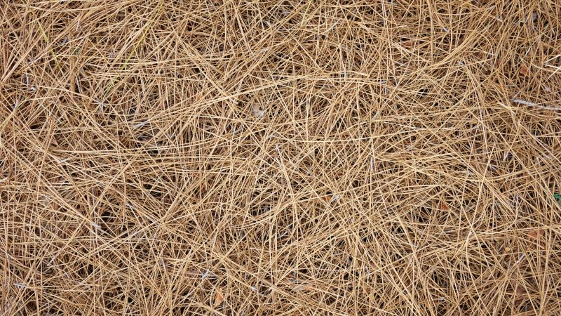 Cost of Pine Needle Removal — Cost of Pine Needle Removal