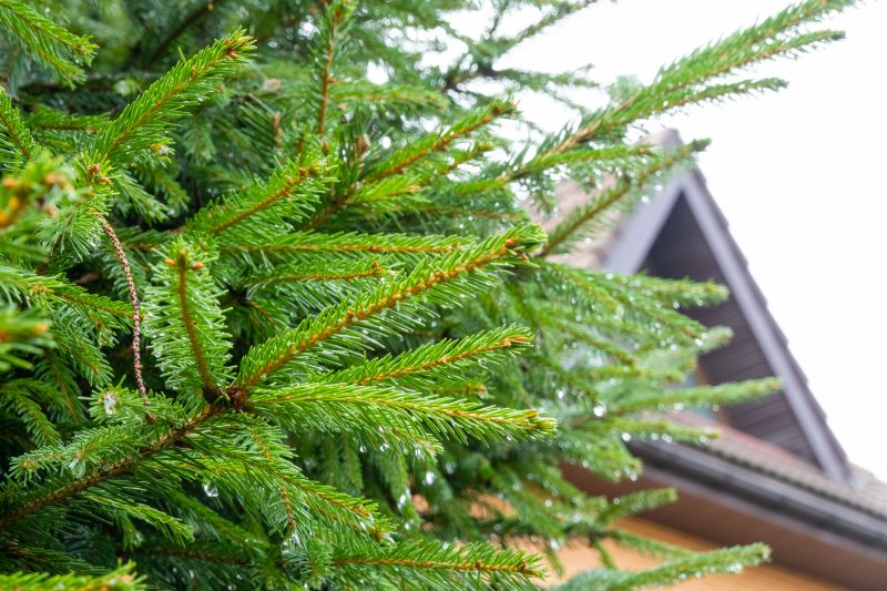 Cost of Pine Needle Removal — Cost of Pine Needle Removal
