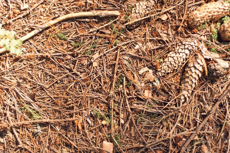 Cost of Pine Needle Removal — Cost of Pine Needle Removal