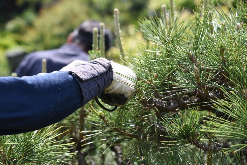 Pine Needle Removal