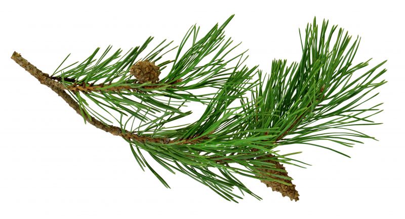Pine Needle Removal