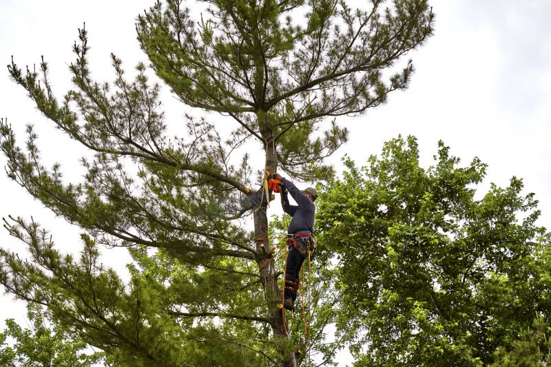 Products For Pine Needle Removals in use