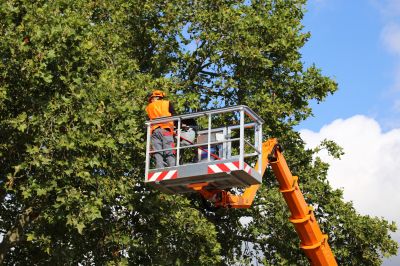 Tree Service Professionals